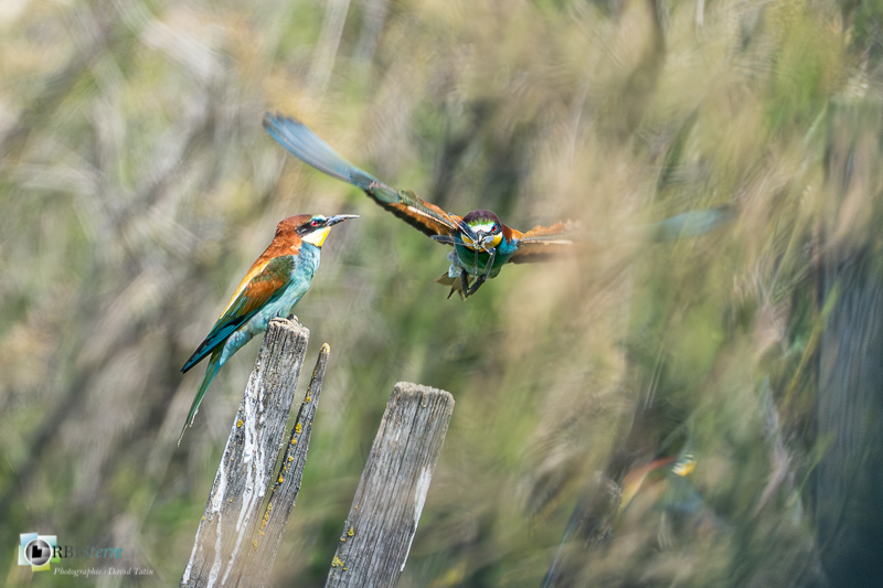 Aves, Birds, Camargue, Coraciiformes, European Bee-eater, Guêpier d'Europe, Merops apiaster, Méropidae, Méropidés, Oiseaux, Uccelli, Vögel, arles, faune, marais du vigueirat, oiseau, stage_