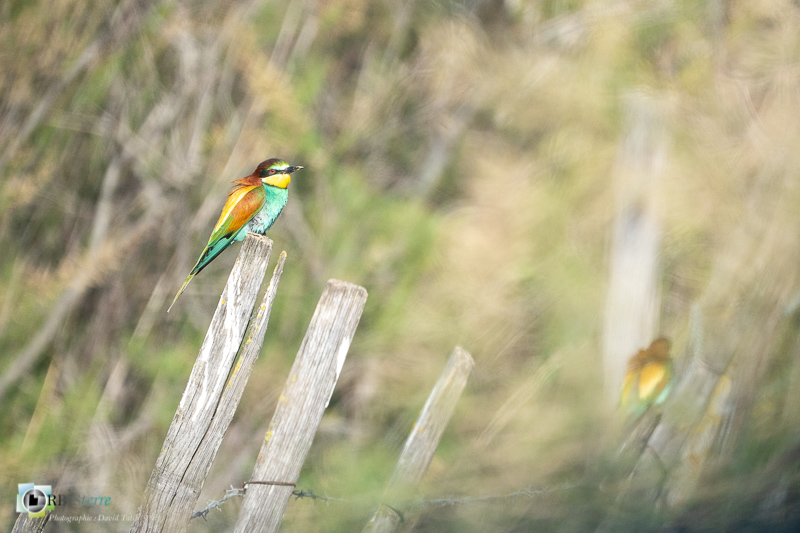 Aves, Birds, Camargue, Coraciiformes, European Bee-eater, Guêpier d'Europe, Merops apiaster, Méropidae, Méropidés, Oiseaux, Uccelli, Vögel, arles, faune, marais du vigueirat, oiseau, stage_