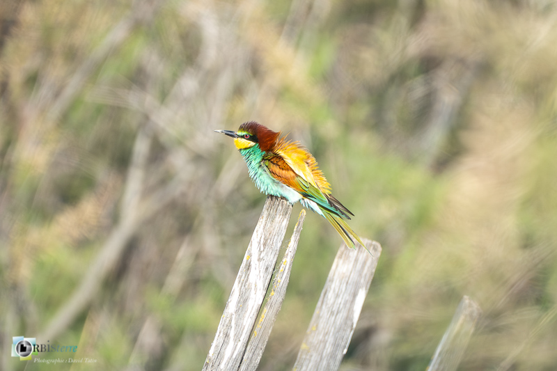 Aves, Birds, Camargue, Coraciiformes, European Bee-eater, Guêpier d'Europe, Merops apiaster, Méropidae, Méropidés, Oiseaux, Uccelli, Vögel, arles, faune, marais du vigueirat, oiseau, stage_