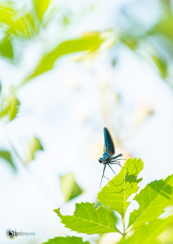 Camargue, calopteryx splendens, faune, insecte, libellule, marais du vigueirat, stage_