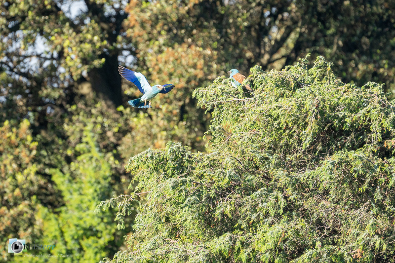 faune, oiseau, plan de dieu, rollier d'europe, vaucluse_