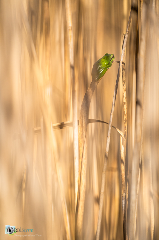 Camargue, batracien, faune, marais du vigueirat, rainette méridionale, stage_