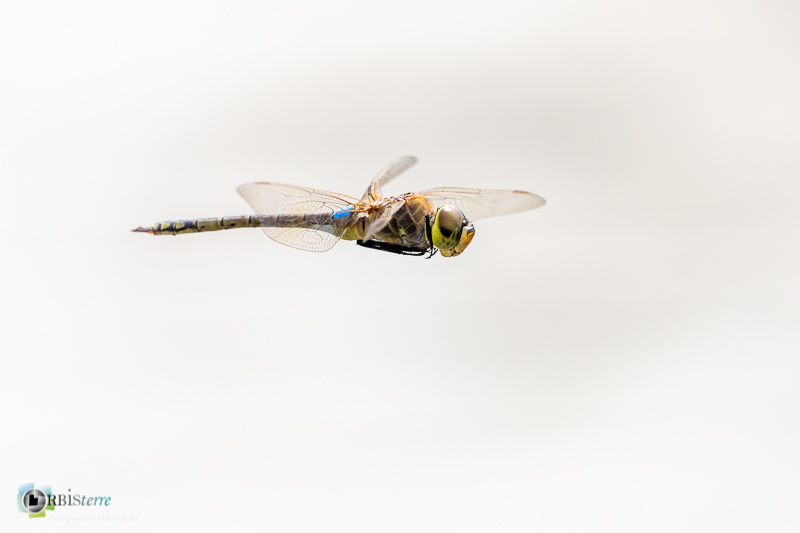 Bouches-du-Rhône, Camargue, anax ephippiger, faune, insecte, libellule, marais du vigueirat, stage_
