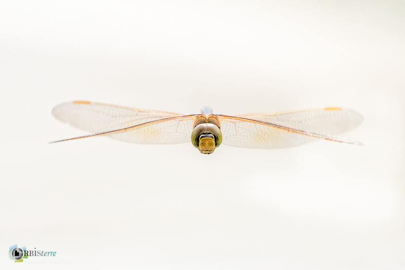 Bouches-du-Rhône, Camargue, anax ephippiger, faune, insecte, libellule, marais du vigueirat, stage_
