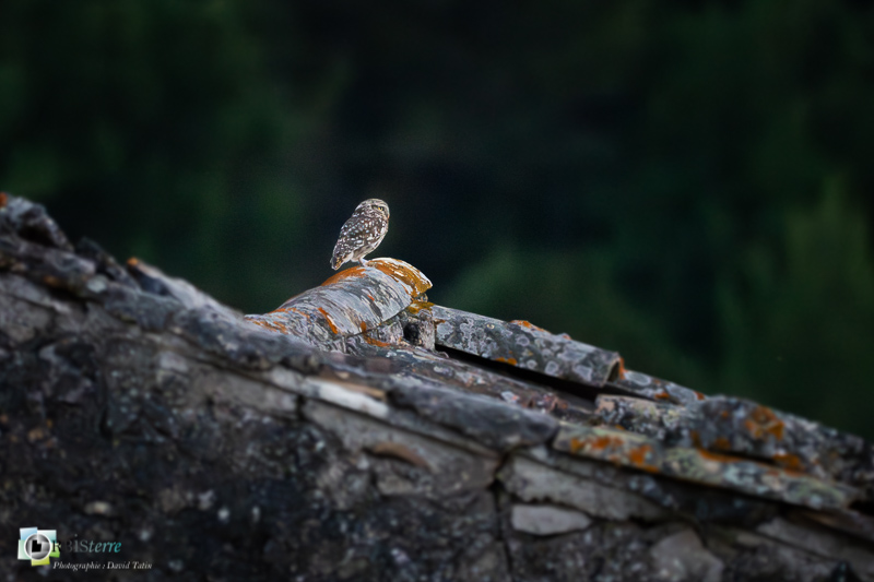 Chevêche d'Athéna, Chouette, faune, luberon, oiseau, rapace nocturne, vaucluse_