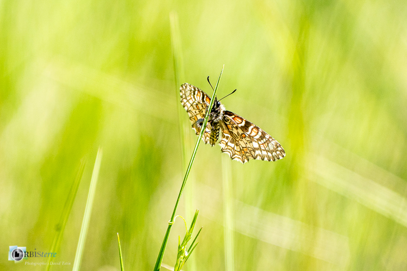 Beaumettes, faune, insecte, luberon, papillon, proserpine, stage, vaucluse_