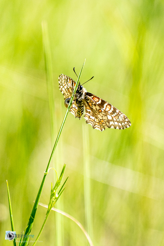 Beaumettes, faune, insecte, luberon, papillon, proserpine, stage, vaucluse_