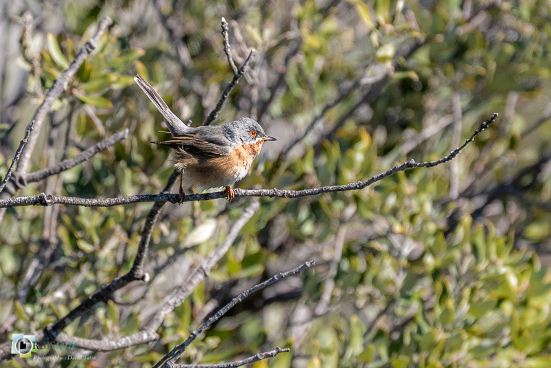 faune, fauvette passerinette, luberon, oiseau, vaucluse_