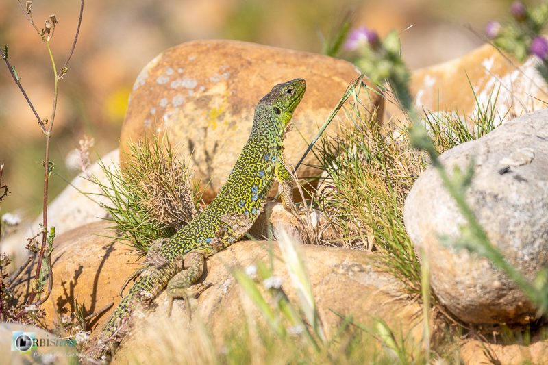 Crau, faune, lézard ocellé, reptile_
