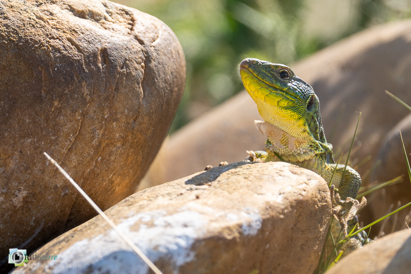 Crau, faune, lézard ocellé, reptile_