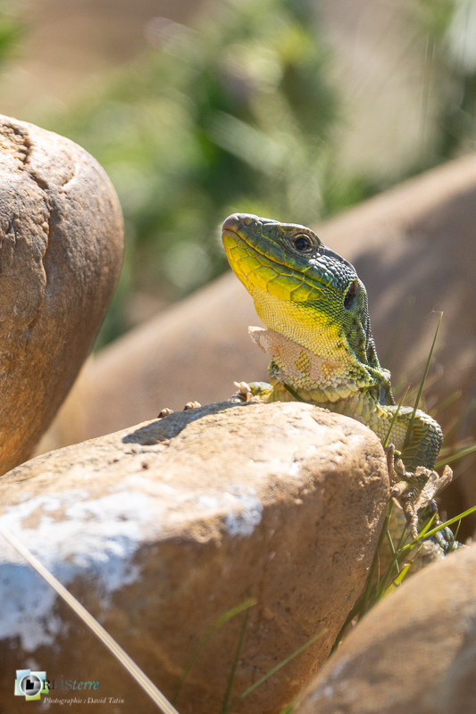 Crau, faune, lézard ocellé, reptile_
