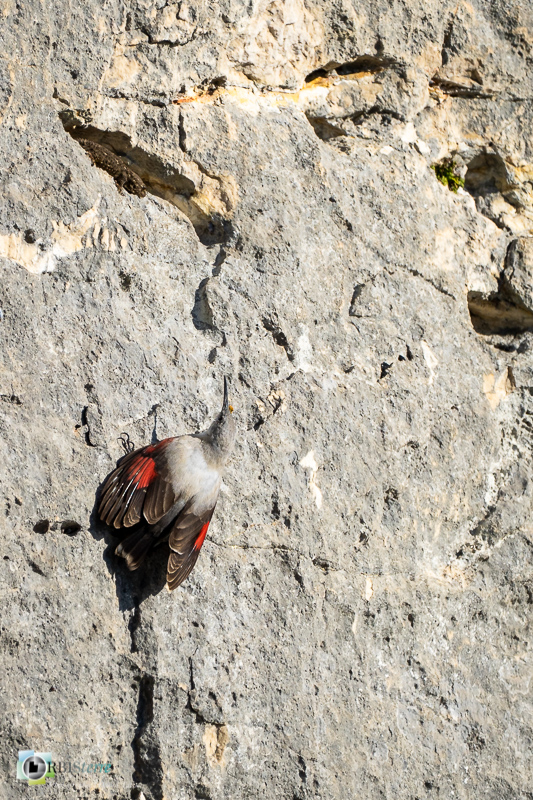 Alpilles, Bouches-du-Rhône, faune, mont gaussier, oiseau, parc naturel régional, saint-rémy-de-provence, tichodrome échelette_43°46'3.9288