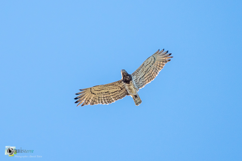Gard, circaète-jean-le-blanc, faune, oiseau, rapace_44°12'2.8338