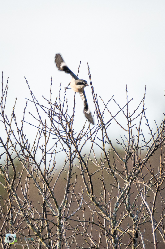 Aves, Birds, Laniidae, Laniidés, Lanius meridionalis, Oiseaux, Passériformes, Pie-grièche méridionale, Southern Grey Shrike, Uccelli, Vögel, faune, lagarde d'apt, luberon, oiseau, vaucluse_