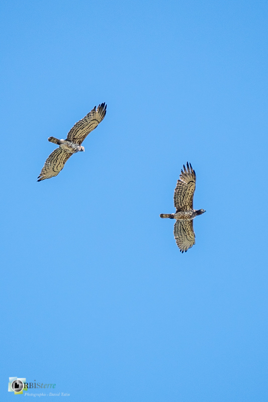 Gard, circaète-jean-le-blanc, faune, oiseau, rapace_44°12'2.8338