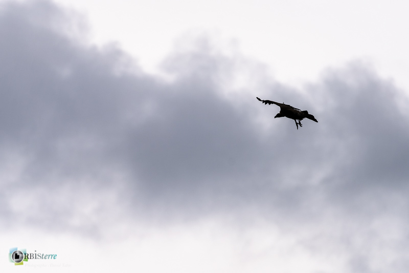 Causse Méjean, Lozère, faune, oiseau, stage, vautour fauve_