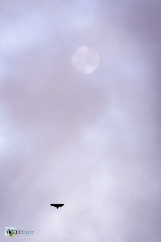 Causse Méjean, Lozère, faune, nuage, oiseau, soleil, stage, vautour fauve_