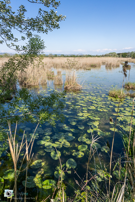 Alpilles, Bouches-du-Rhône, flore, marais de l'islon, nénuphar, parc naturel régional_43°41'17.3915