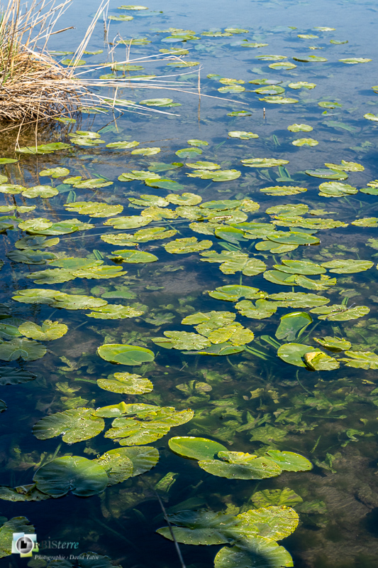 Alpilles, Bouches-du-Rhône, flore, marais de l'islon, nénuphar, parc naturel régional_43°41'17.3915