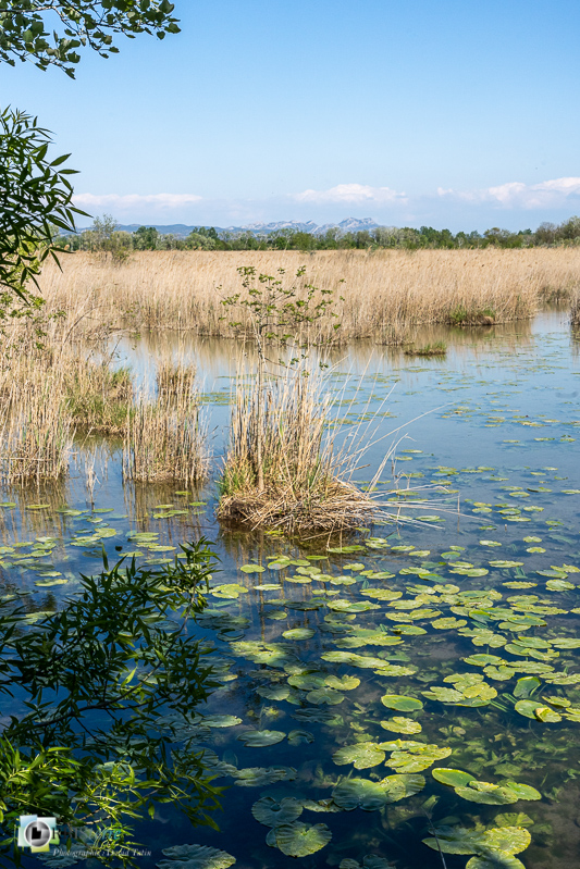 Alpilles, Bouches-du-Rhône, flore, marais de l'islon, nénuphar, parc naturel régional_43°41'17.3915