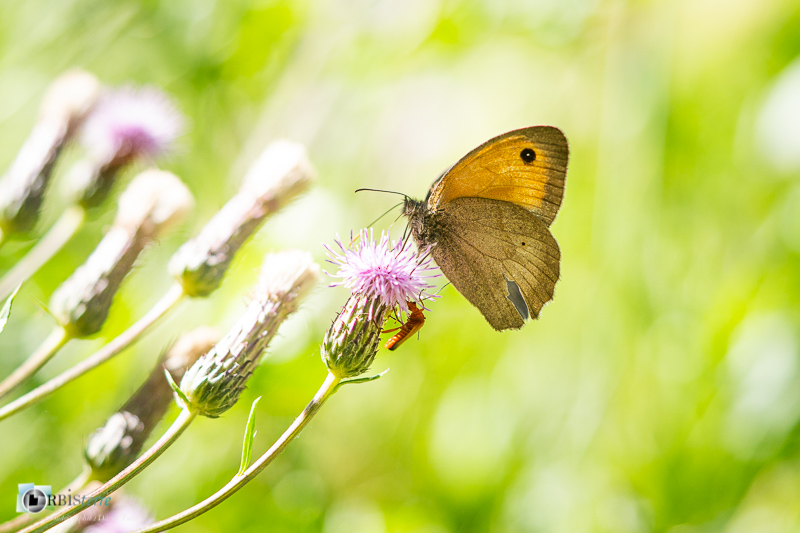 avignon, flore, insecte, macro, maniola jurtina, myrtil, papillon, semailles, stage_