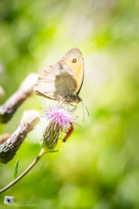 avignon, flore, insecte, macro, maniola jurtina, myrtil, papillon, semailles, stage_