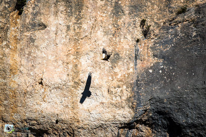 faune, gorges de la Nesque, oiseau, vaucluse, vautour percnoptère_
