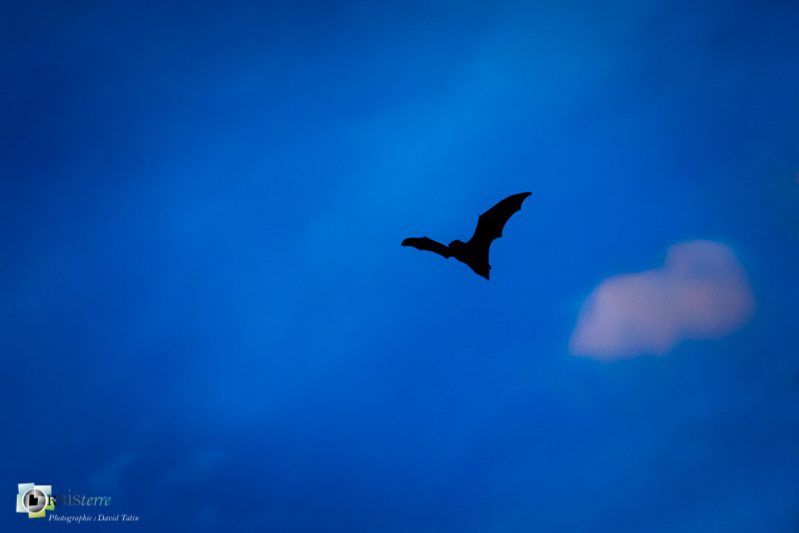 Alpilles, Chiroptera, Chiroptères, Common Bent-Wing Bat, Mammalia, Mammals, Miniopterus schreibersii, Minioptère de Schreibers, Vespertilionidae, Vespertilionidés, espèce protégée, faune, mammifères_