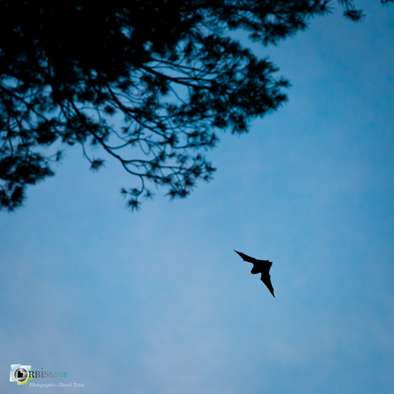 Alpilles, Chiroptera, Chiroptères, Common Bent-Wing Bat, Mammalia, Mammals, Miniopterus schreibersii, Minioptère de Schreibers, Vespertilionidae, Vespertilionidés, espèce protégée, faune, mammifères_