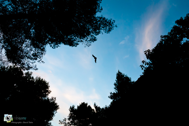 Alpilles, Chiroptera, Chiroptères, Common Bent-Wing Bat, Mammalia, Mammals, Miniopterus schreibersii, Minioptère de Schreibers, Vespertilionidae, Vespertilionidés, espèce protégée, faune, mammifères_
