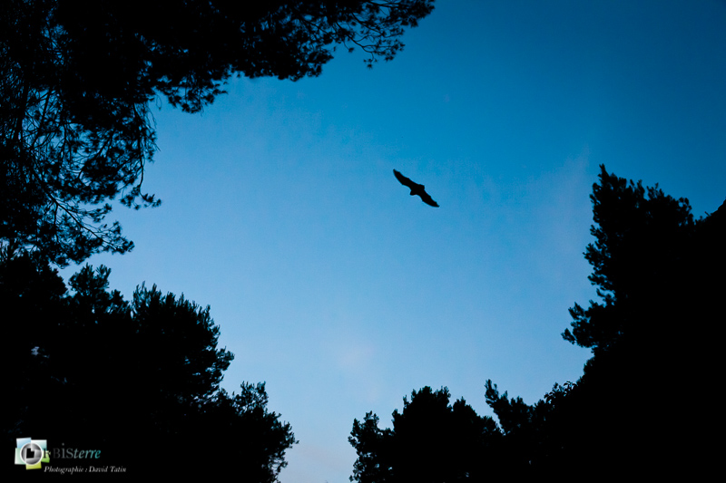Alpilles, Chiroptera, Chiroptères, Common Bent-Wing Bat, Mammalia, Mammals, Miniopterus schreibersii, Minioptère de Schreibers, Vespertilionidae, Vespertilionidés, espèce protégée, faune, mammifères_