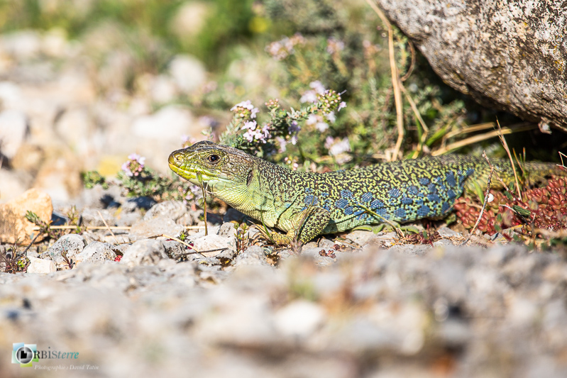 Alpilles, Bouches-du-Rhône, faune, lézard ocellé, reptile_