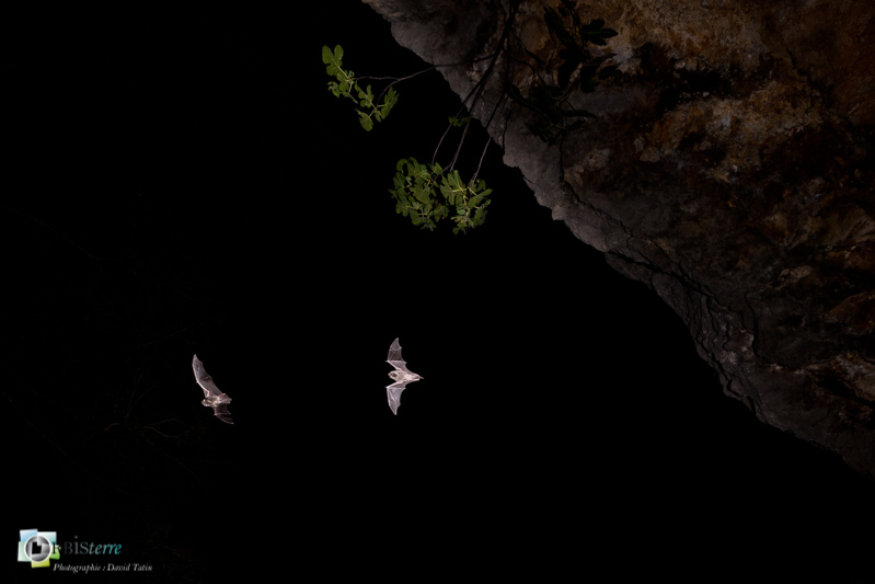 Alpilles, Chiroptera, Chiroptères, Common Bent-Wing Bat, Mammalia, Mammals, Miniopterus schreibersii, Minioptère de Schreibers, Vespertilionidae, Vespertilionidés, espèce protégée, faune, mammifères_