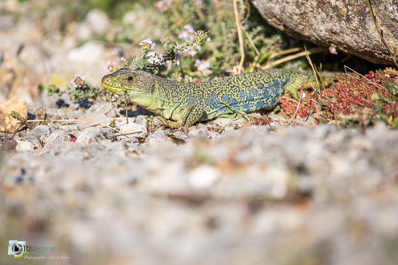 Alpilles, Bouches-du-Rhône, faune, lézard ocellé, reptile_
