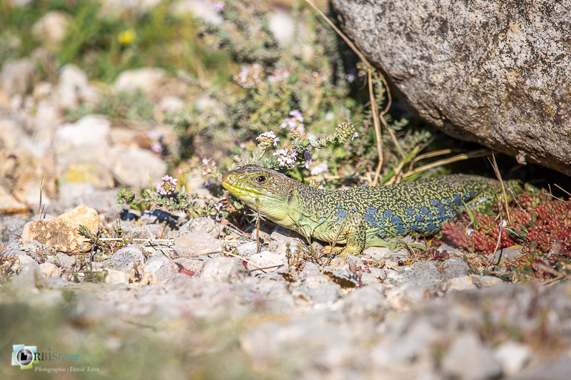 Alpilles, Bouches-du-Rhône, faune, lézard ocellé, reptile_
