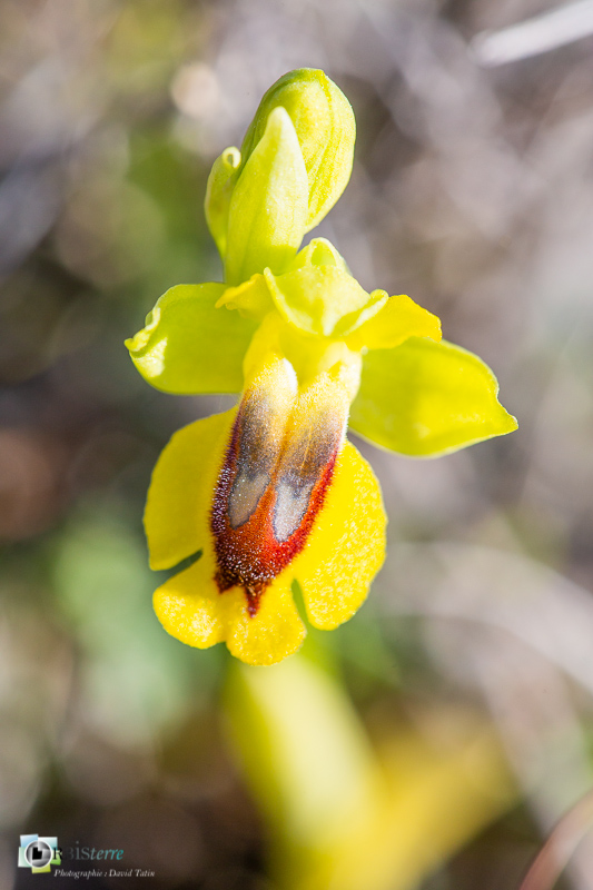 Alpilles, Bouches-du-Rhône, La Cabre, Ophrys lutea, Sénas, flore, orchidée_