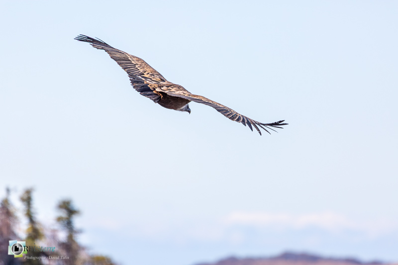 Alpes de Haute Provence, Montagne de Lure, faune, oiseau, rapace, vautour fauve_