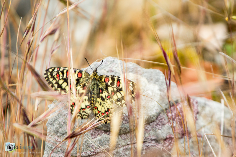 faune, insecte, papillon, proserpine_
