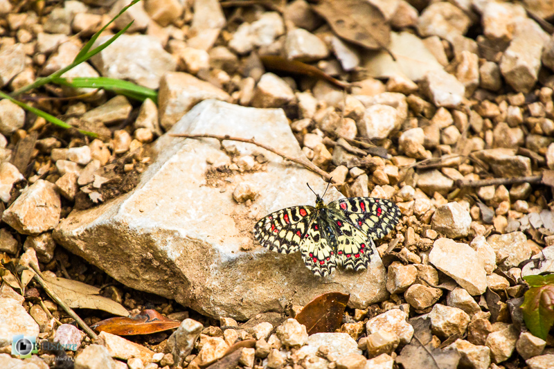 faune, insecte, papillon, proserpine_