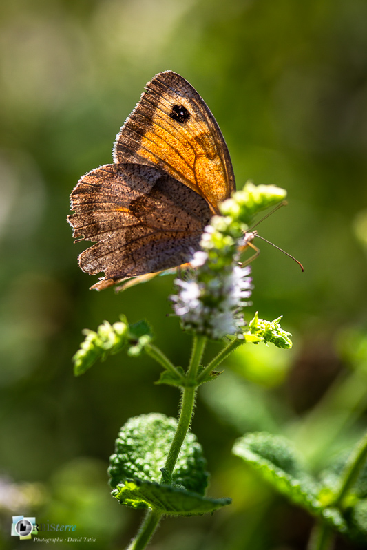 Maniola jurtina (Linnaeus, 1758), Myrtil, Nymphalidae, Papillon de jour, Rhopalocères, Satyrinae, insecte, luberon, macro, maniola jurtina, oppède, papillon, prairie, stage, vaucluse, zone humide_