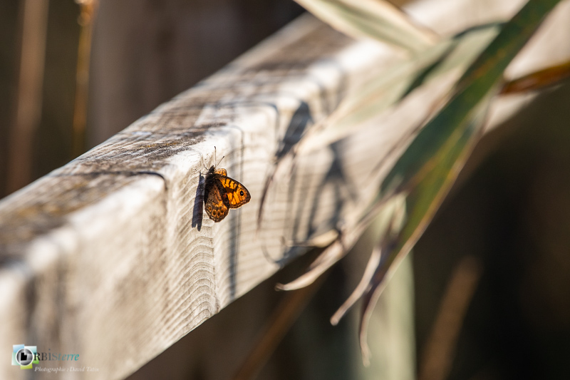 Bouches-du-Rhône, Camargue, arles, faune, insecte, marais du vigueirat, mégère, papillon_