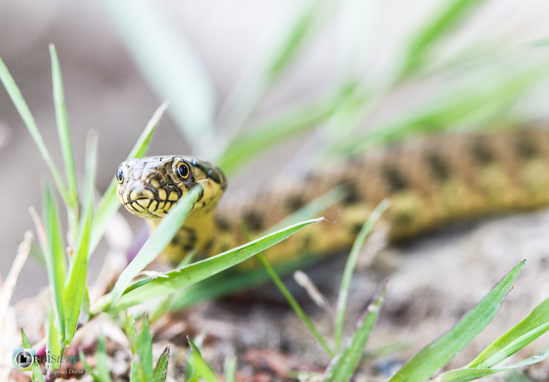 Aude, Colubridae, Couleuvre vipérine, France, Languedoc-Roussillon, Natrix maura, Reptilien, Rettili, Saint-Julien-le-montagnier, Serpent, Var, Viperine Water Snake, natrix maura, reptile, reptiles, verdon_