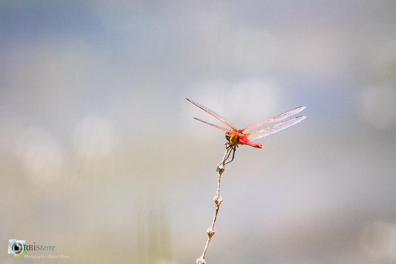 Saint-Julien-le-montagnier, Sympetrum fonscolombii, libellule, verdon, zone humide_