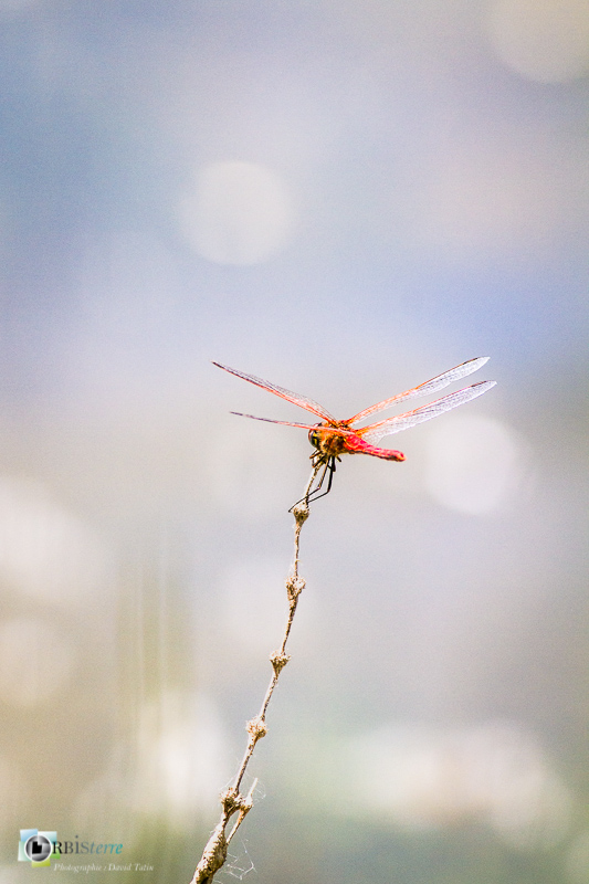 Saint-Julien-le-montagnier, Sympetrum fonscolombii, libellule, verdon, zone humide_