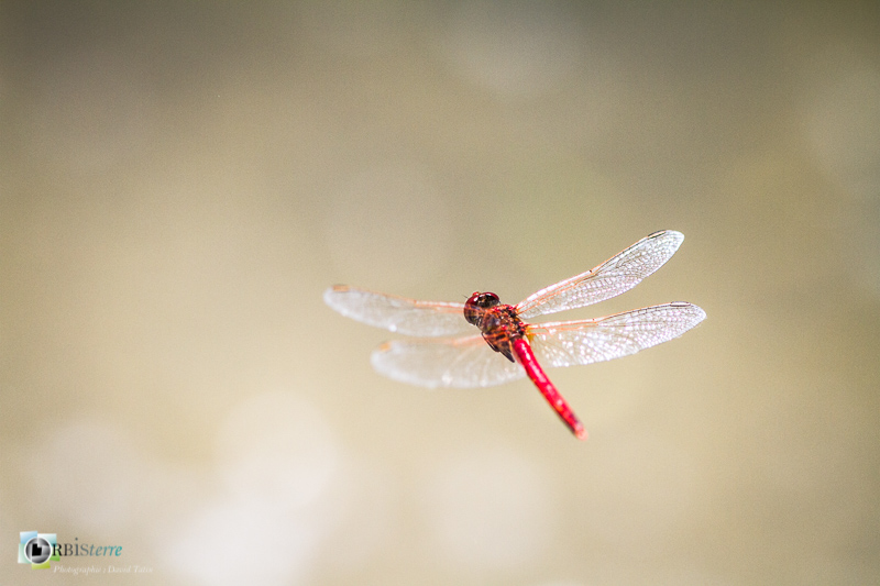 Saint-Julien-le-montagnier, Sympetrum fonscolombii, libellule, verdon, zone humide_