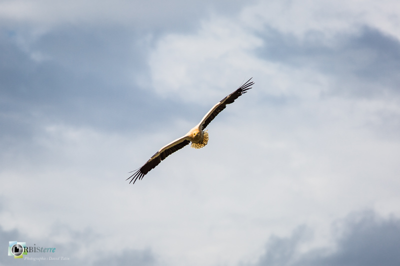 faune, gorges de la Nesque, oiseau, vautour percnoptère_