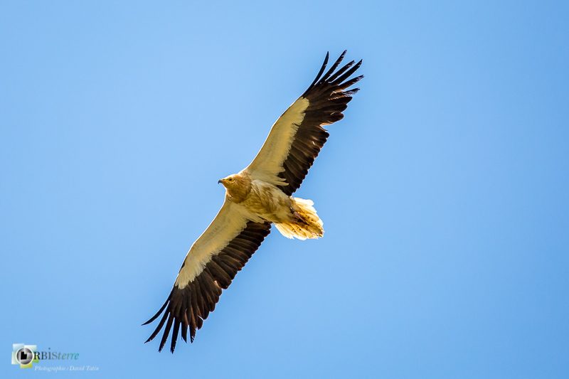 faune, gorges de la Nesque, oiseau, vautour percnoptère_