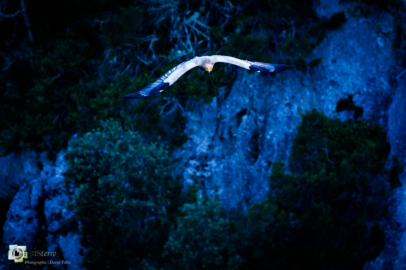 monts de vaucluse, vaucluse, vautour percnoptère_