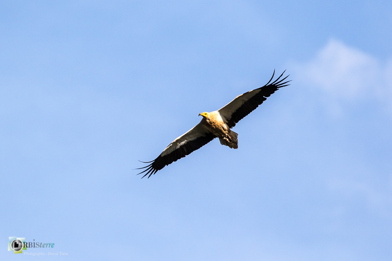 faune, gorges de la Nesque, oiseau, vaucluse, vautour percnoptère_