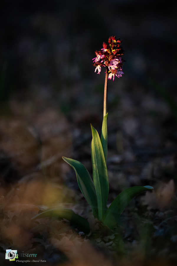 Alpes de Haute Provence, Orchis pourpre, esparron, flore, orchidée, parc naturel régional du verdon__